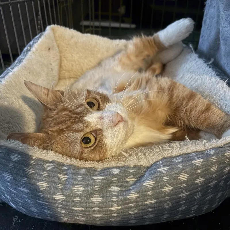 An adult small-sized male Orange / Red Domestic Medium Hair cat named Lucien for adoption in Middle Village, NY