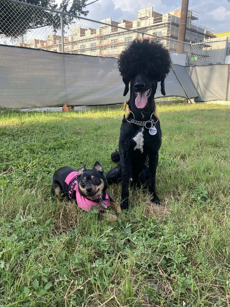 Priscilla thumbnail 2