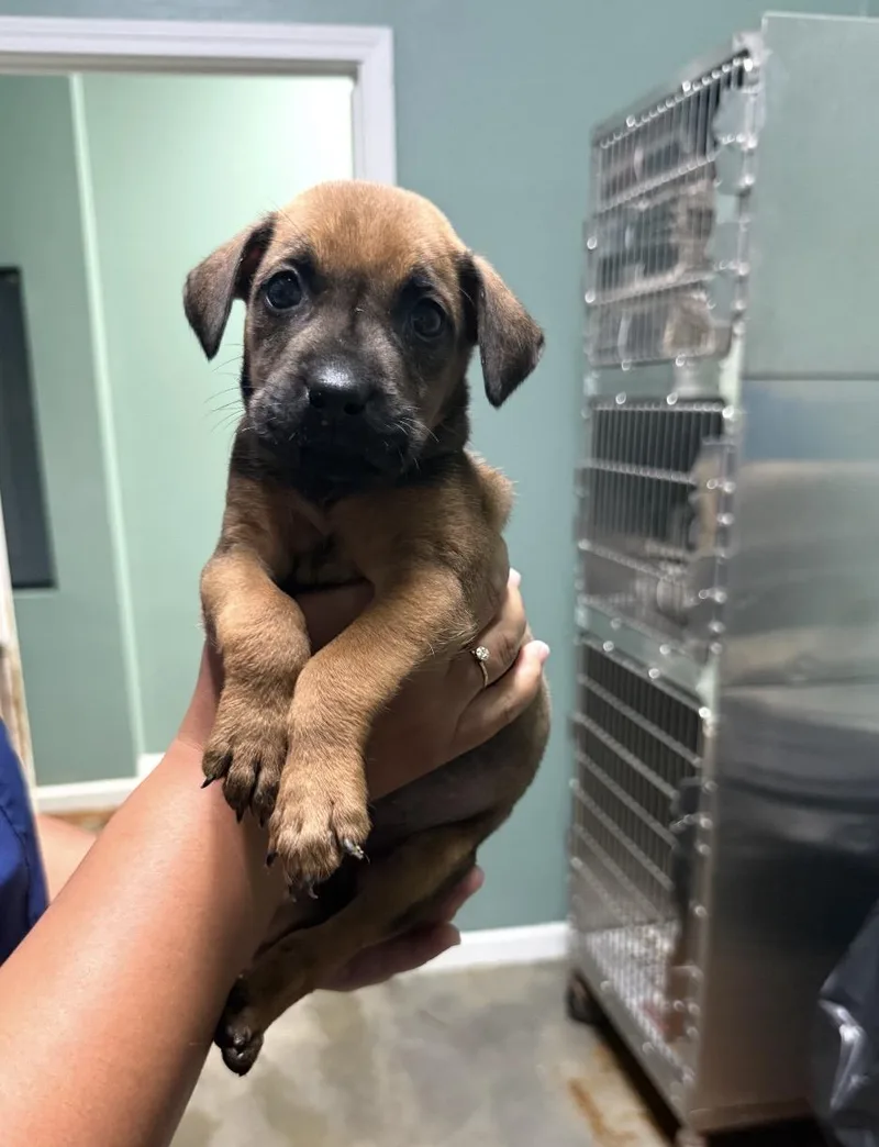 A baby medium-sized male Mixed Breed dog named Alfie Looking for forever for adoption in Conway, SC