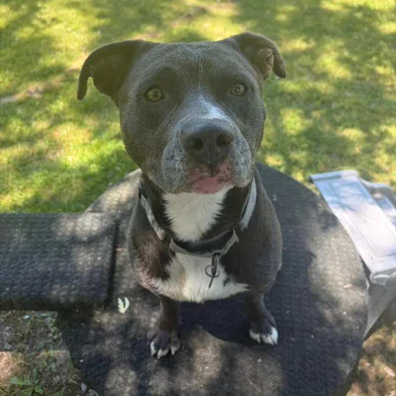 A young medium-sized male Gray / Blue / Silver Mixed Breed dog named Tybalt for adoption in Dearborn, MI