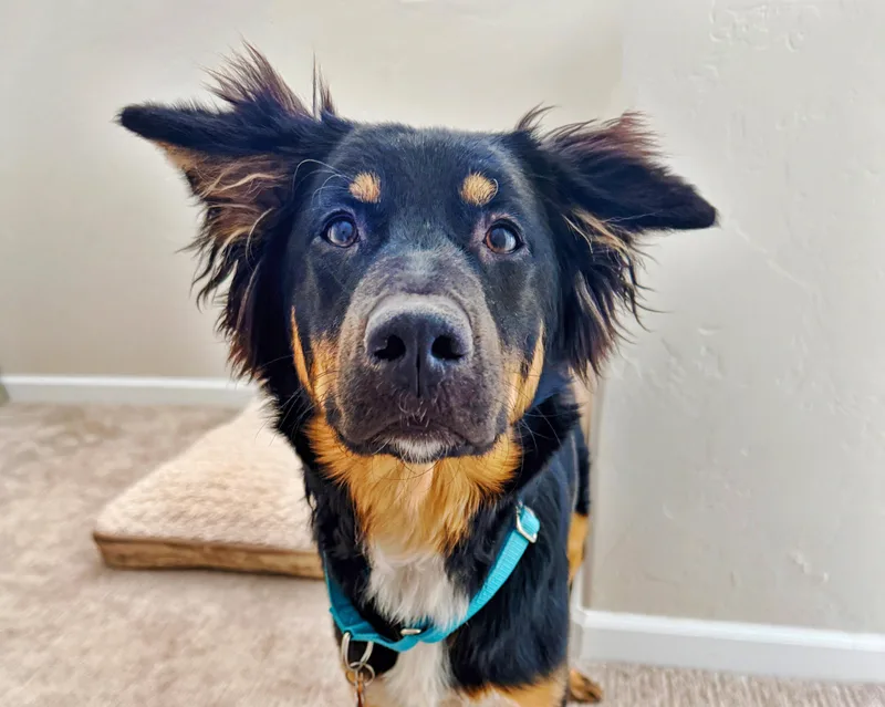 A young medium-sized female Tricolor (Brown, Black, & White) Australian Shepherd dog named Maya  Carbondale  for adoption in Boulder, CO