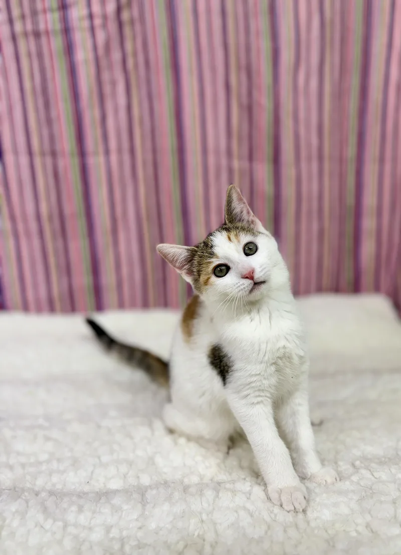 A young medium-sized female Calico Domestic Short Hair cat named Pebble for adoption in Upper Sandusky, OH