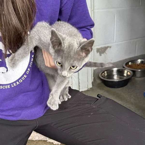 A baby medium-sized female Domestic Short Hair cat named Toha for adoption in Des Moines, IA