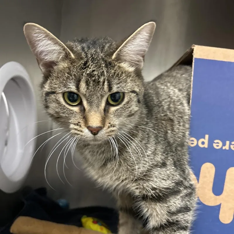 An adult medium-sized female Brown / Chocolate Domestic Short Hair cat named Daisy for adoption in West Olive, MI