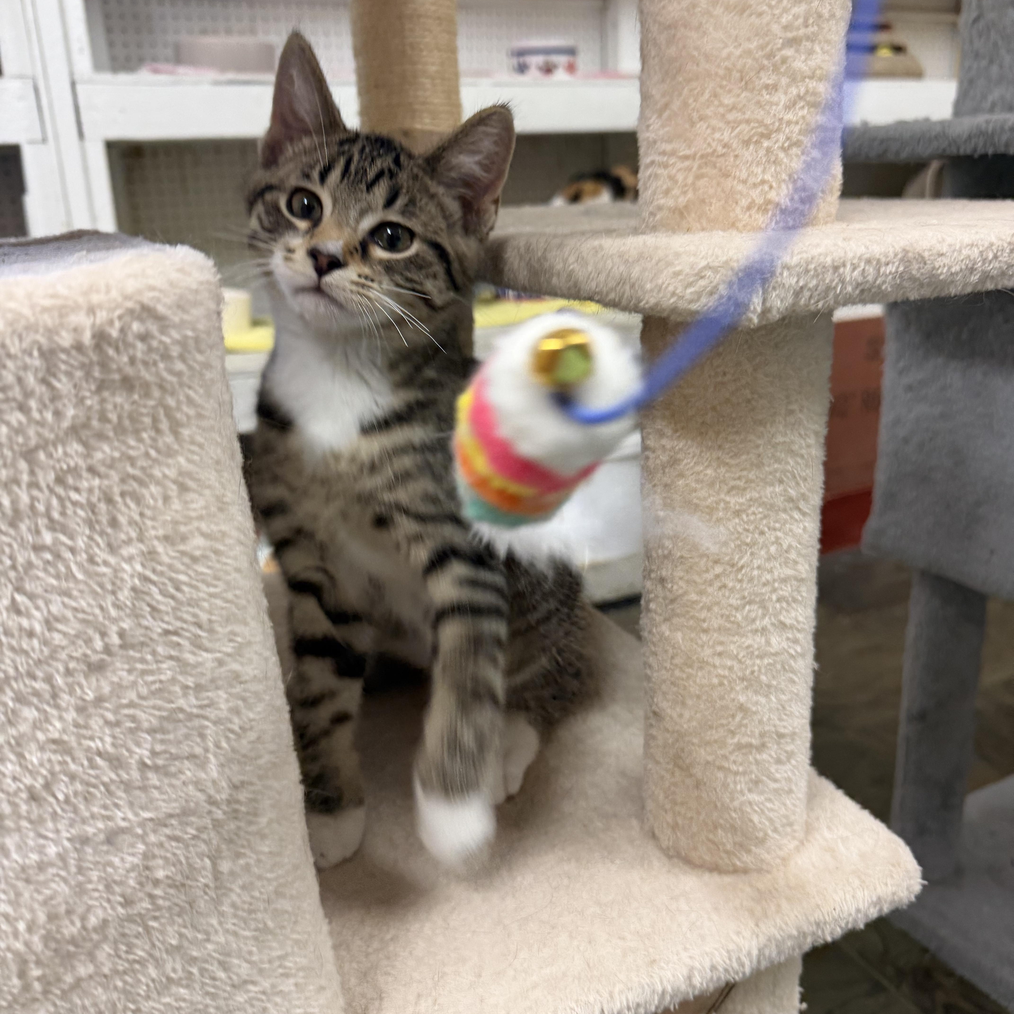A baby small-sized male Tabby (Brown / Chocolate) Domestic Short Hair cat named Birch for adoption in Mauston, WI