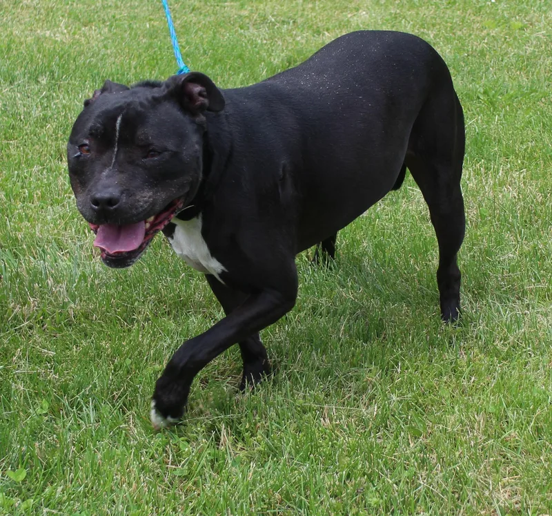 A senior large-sized female Black Pit Bull Terrier dog named Allie for adoption in Heath, OH