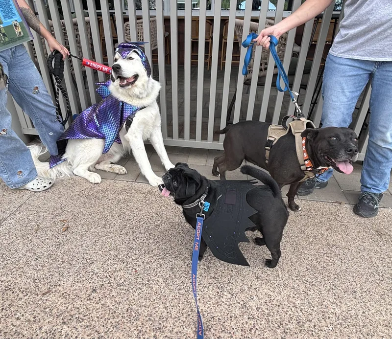 A young large-sized male White / Cream Great Pyrenees dog named Brooks for adoption in Gilbert, AZ