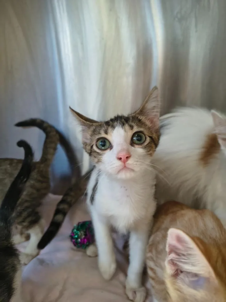 A baby medium-sized male Domestic Short Hair cat named Spike for adoption in Maryville, TN