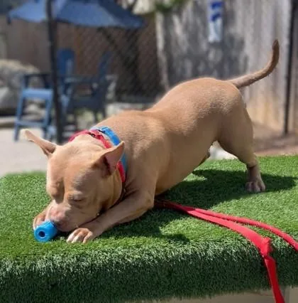An adult large-sized female Pit Bull Terrier dog named Artemis for adoption in Washington, DC