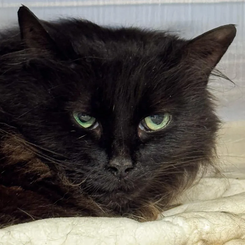 An adult medium-sized female Black Domestic Long Hair cat named Lupine for adoption in Kennebunk, ME