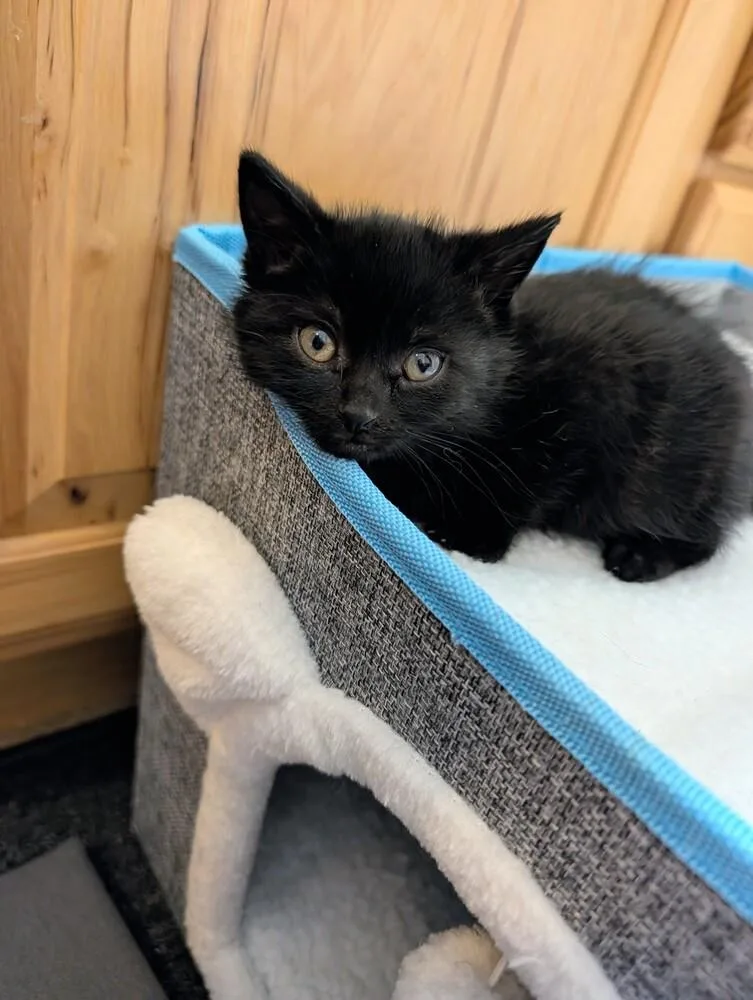 A baby small-sized female Black Domestic Short Hair cat named Sharpie for adoption in Westfield, WI