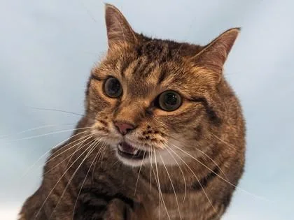 An adult small-sized female Domestic Short Hair cat named Georgia for adoption in Golden Valley, MN