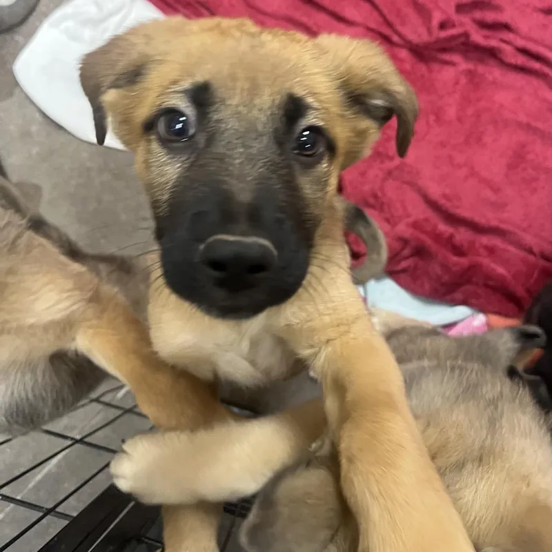 A baby medium-sized female Sable German Shepherd Dog dog named Nevis for adoption in Las Vegas, NV