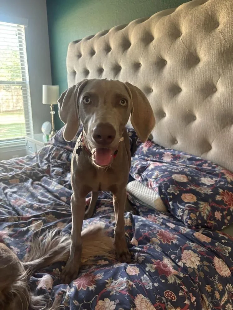 A baby medium-sized male Gray / Blue / Silver Weimaraner dog named Rabbit for adoption in Dallas, TX