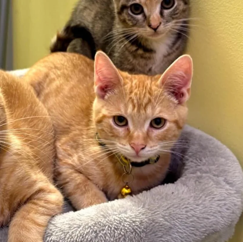 A baby medium-sized male Tabby (Orange / Red) Tabby cat named Ginger Spice for adoption in Hawley, PA