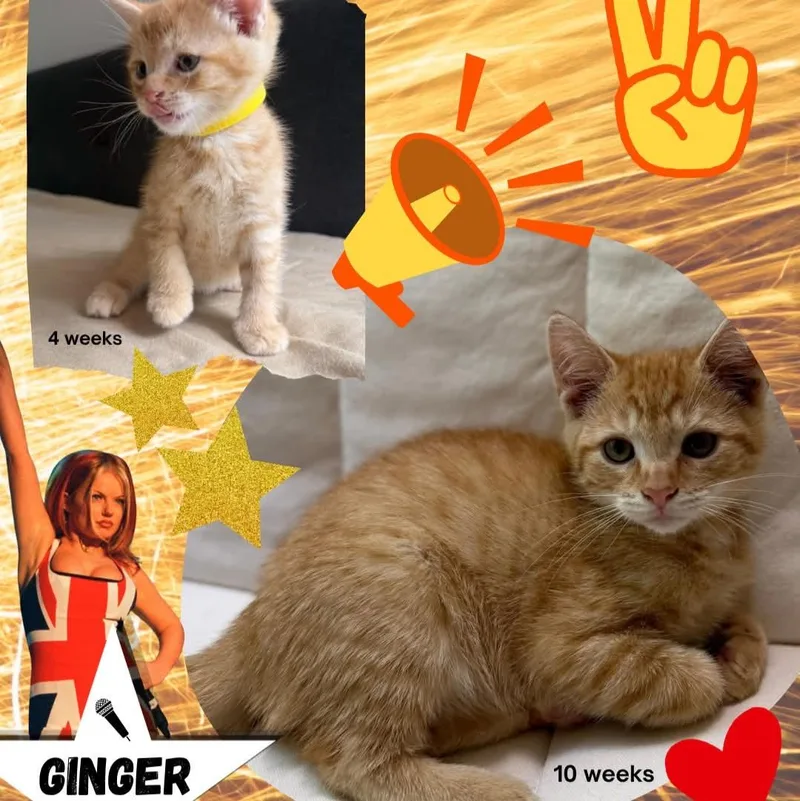 Ginger Spice thumbnail 2