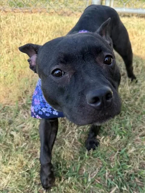A young medium-sized female Pit Bull Terrier dog named Daisy for adoption in Tulsa, OK