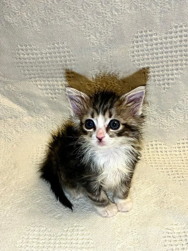 A baby medium-sized female Domestic Short Hair cat named Cherry Blossom for adoption in Hoover , AL