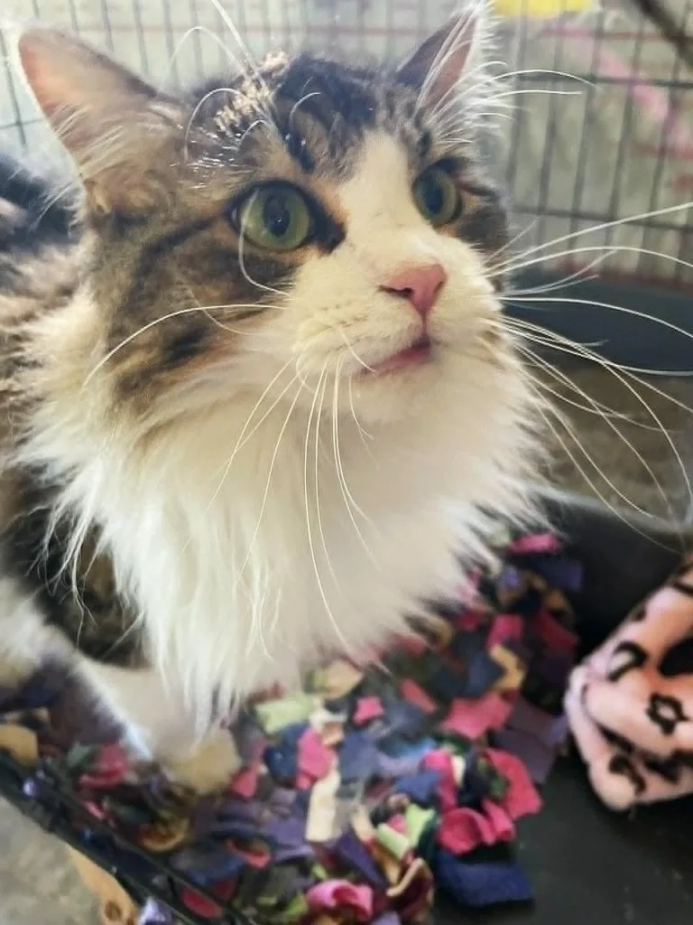 Tizzie