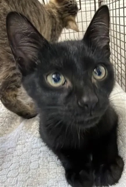 A baby small-sized male Domestic Short Hair cat named Benjamin for adoption in San Bernardino, CA