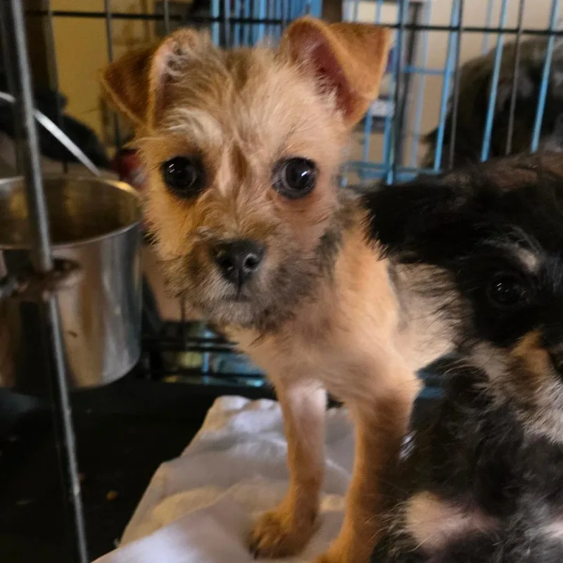 A baby small-sized female Yellow / Tan / Blond / Fawn Chihuahua dog named Lucy for adoption in Goltry, OK