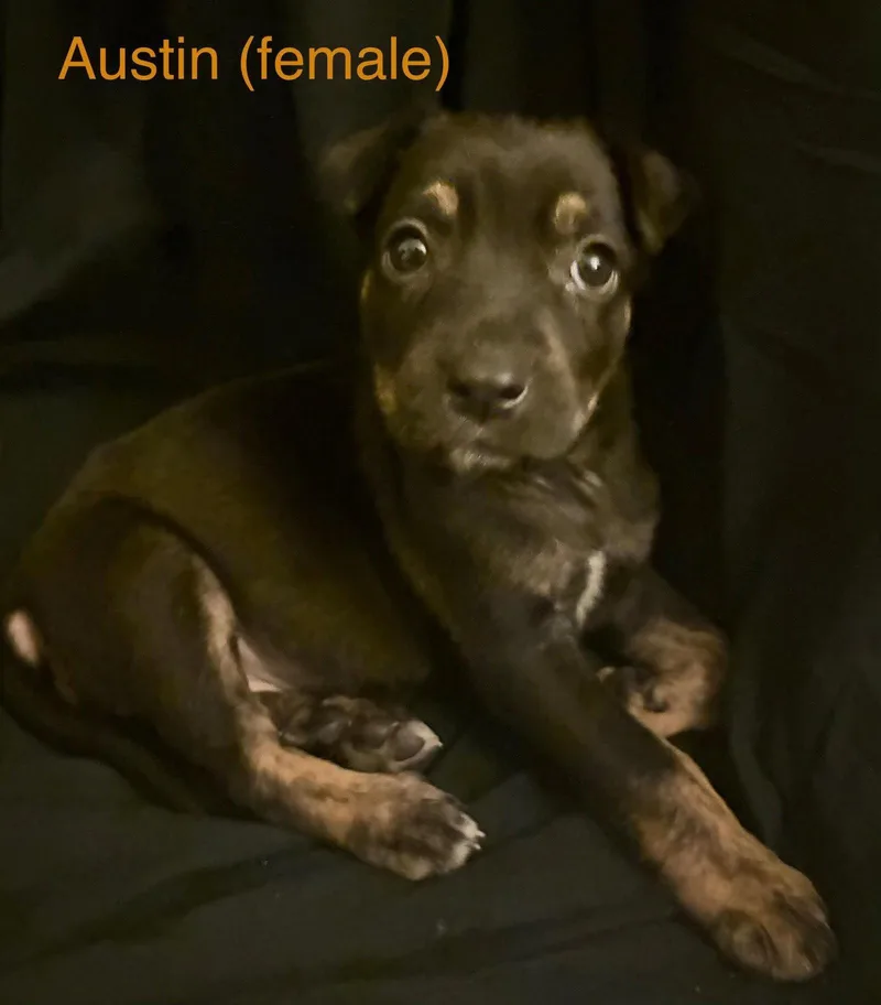 A baby medium-sized female Labrador Retriever dog named Austin  The Campus for adoption in Holly Springs, NC