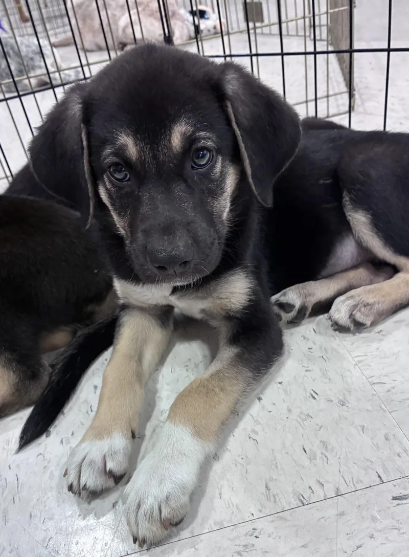 A baby large-sized female Shepherd dog named Lilly for adoption in Mobile, AL