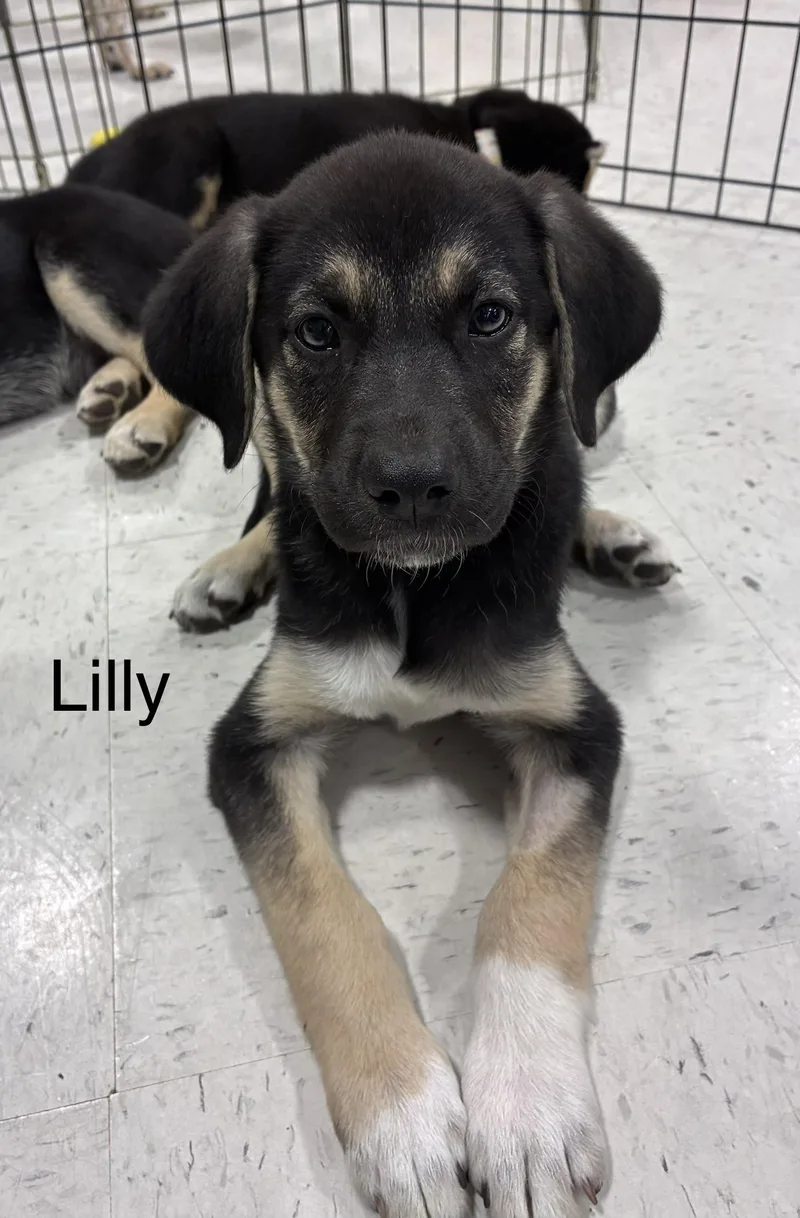 Lilly thumbnail 4
