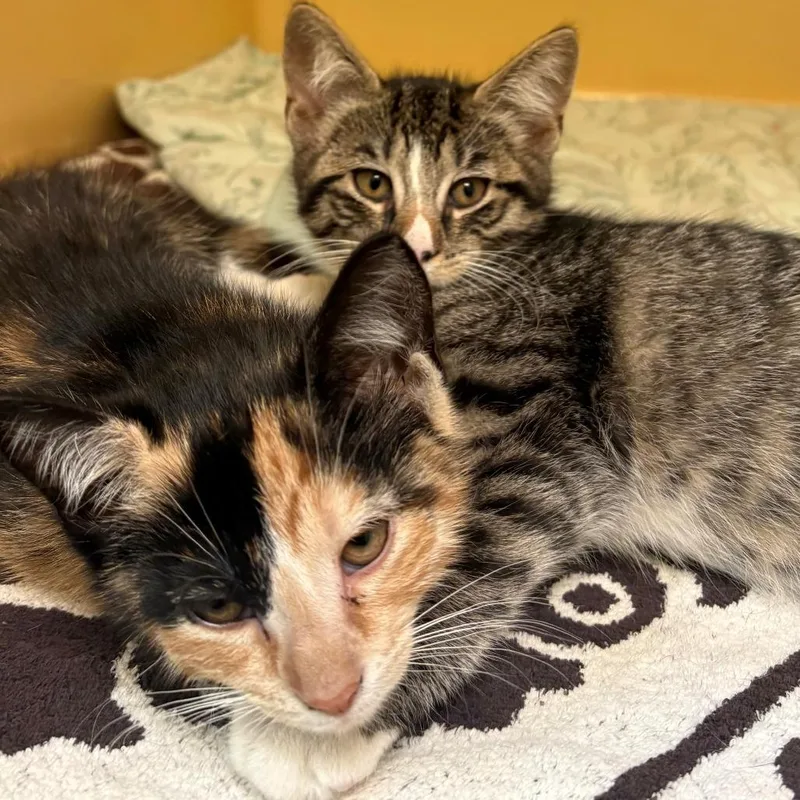A baby small-sized female Brown / Chocolate Domestic Short Hair cat named Beth for adoption in East Hanover, NJ