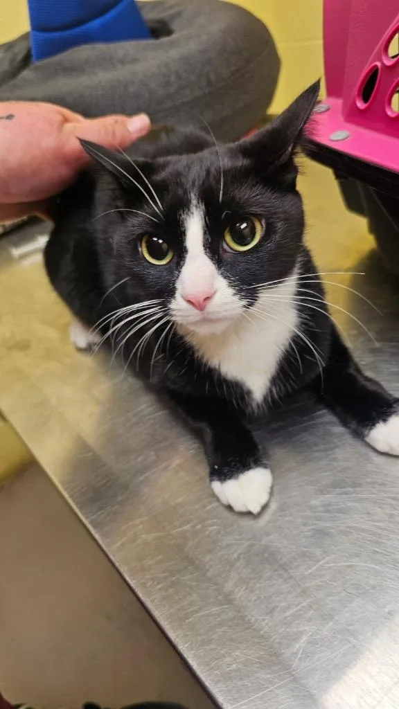 A young small-sized female Domestic Short Hair cat named Mittens for adoption in Crossville, TN