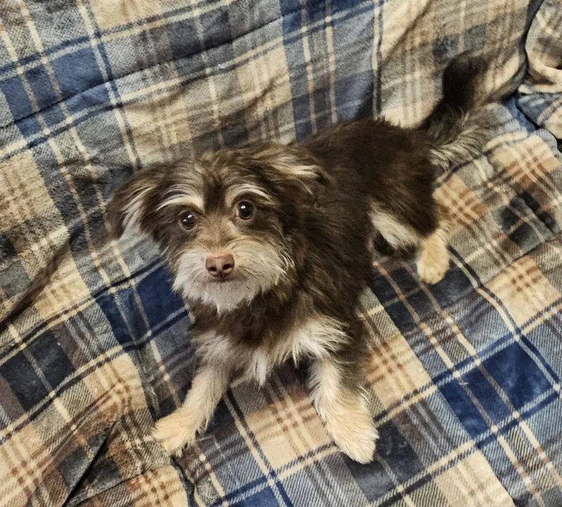 A young small-sized male Shih Tzu dog named Momo Instant Fun for adoption in Oakhurst, NJ