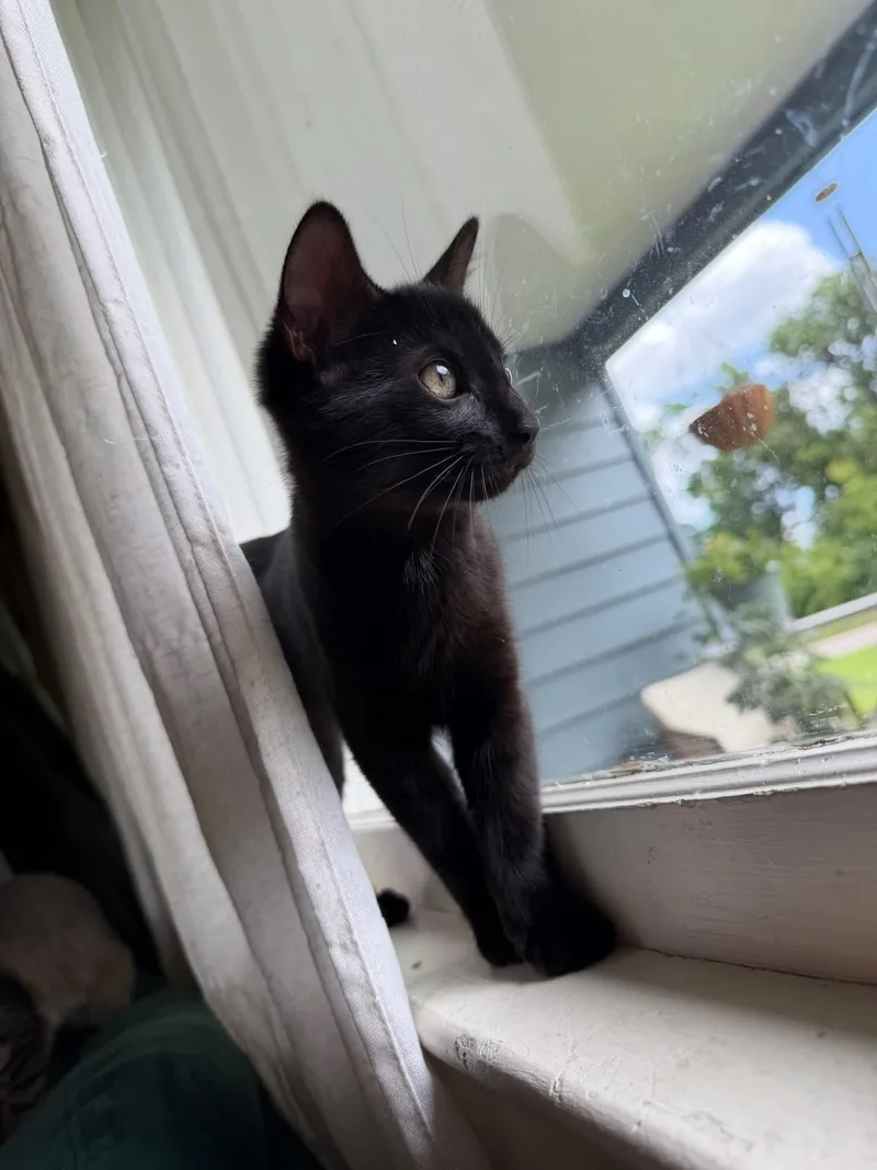 A baby medium-sized female Black Domestic Short Hair cat named Rye for adoption in Manhattan, KS