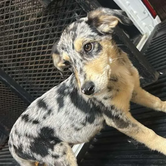 Captain Derp