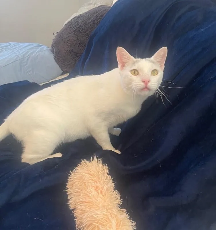 An adult medium-sized male White Domestic Short Hair cat named Ricky for adoption in North Babylon, NY