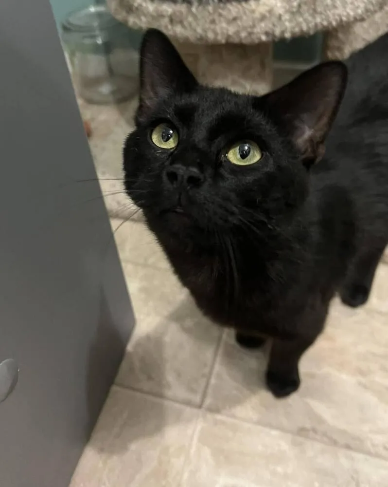 A young medium-sized male Black Domestic Short Hair cat named Goober for adoption in McPherson, KS