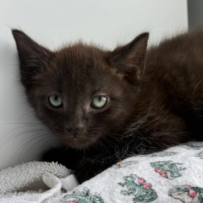 A baby small-sized male Black Domestic Medium Hair cat named Cottonelle for adoption in Ridgely, MD