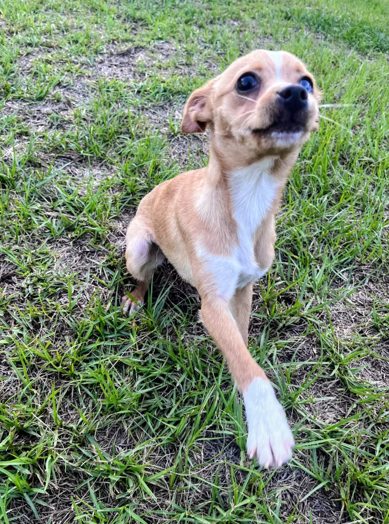 A young small-sized female Apricot / Beige Chihuahua dog named Pebbles for adoption in Bloomingdale, GA