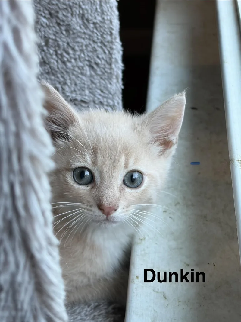 Dunkin