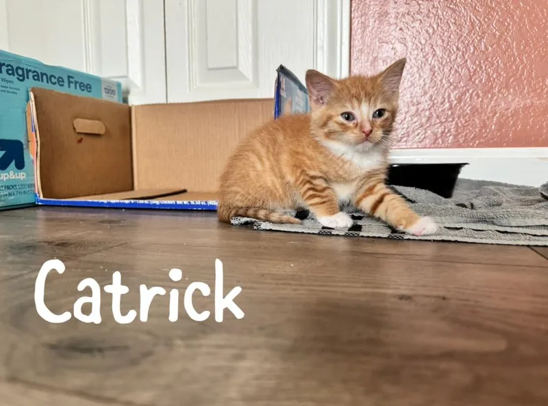 A baby medium-sized male Domestic Short Hair cat named Catrick for adoption in Hoover , AL