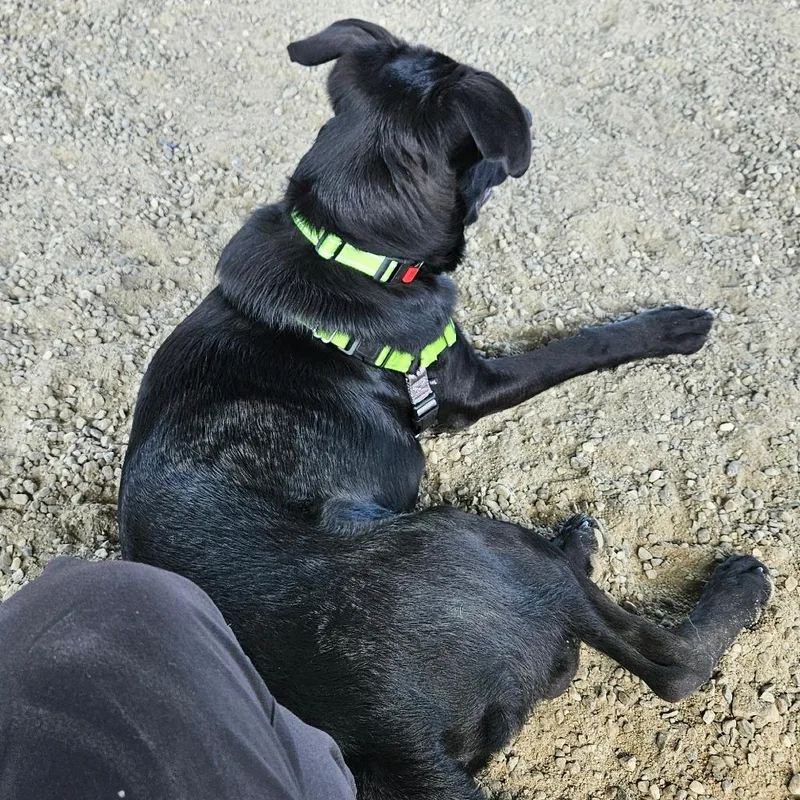 A young large-sized male Black Mixed Breed dog named Ozone for adoption in Ballston Spa, NY