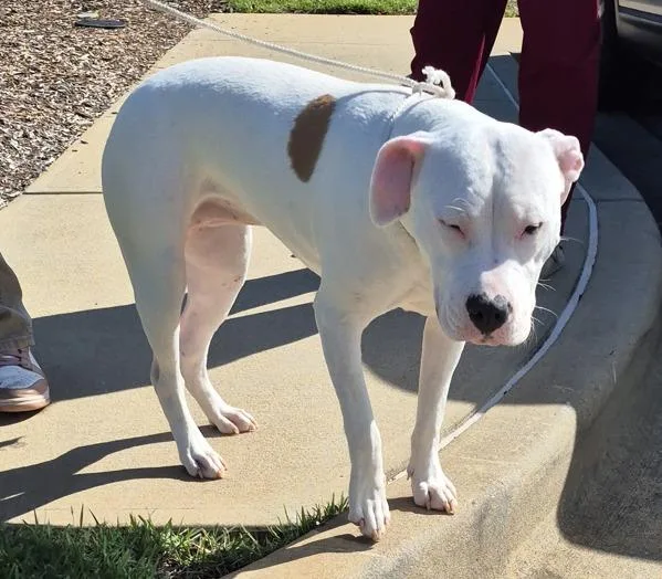 An adult large-sized female Pit Bull Terrier dog named Pen Pinkie for adoption in Lawrenceville, GA