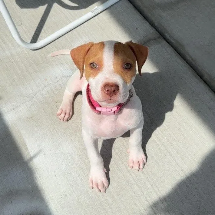 Peanut
