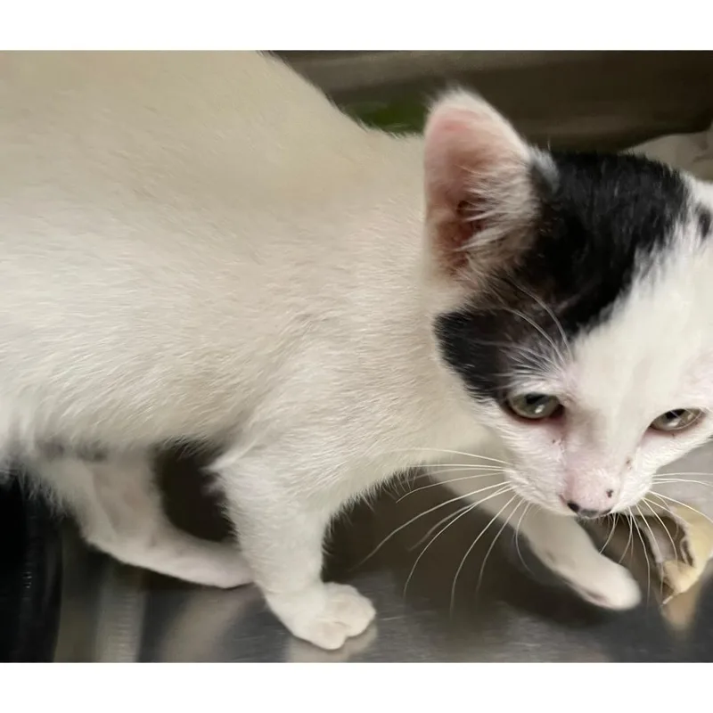 A baby small-sized female Domestic Short Hair cat named Jade for adoption in Austin, TX