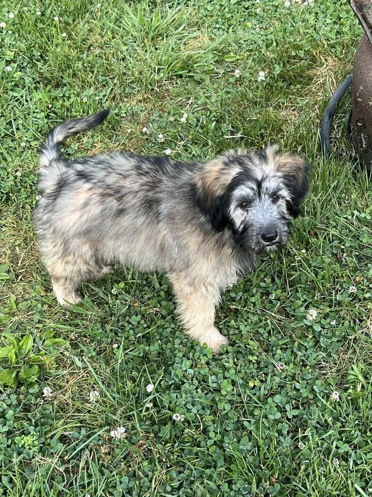 A baby medium-sized male Terrier dog named Wicket for adoption in Candler, NC