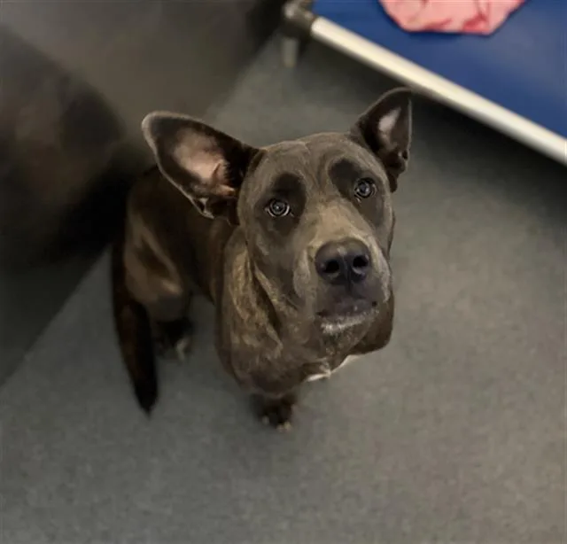 A young medium-sized female Mixed Breed dog named Genesis for adoption in Dallas, TX