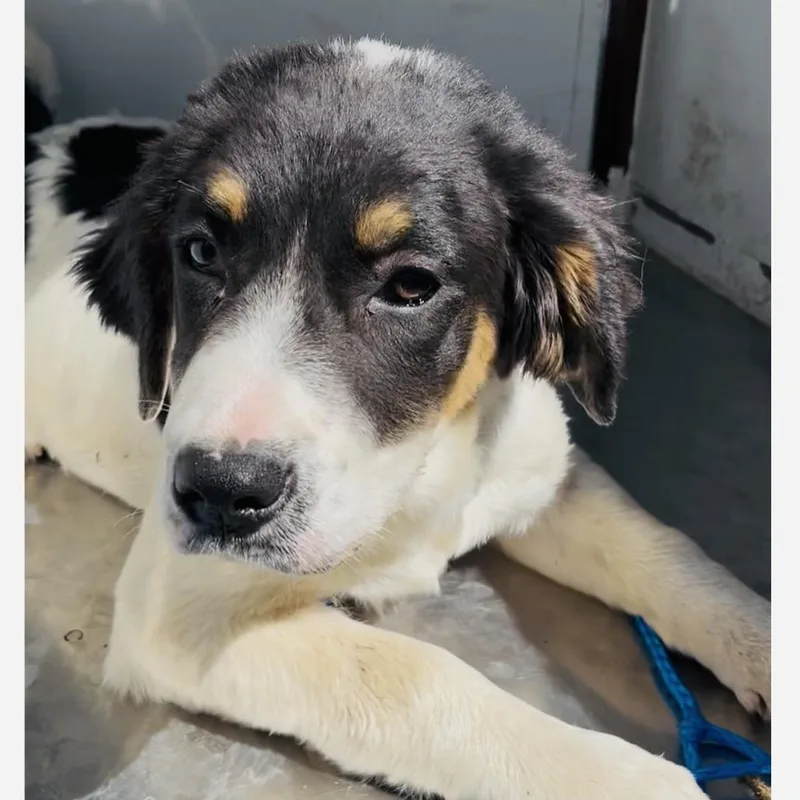 Savannah thumbnail 2