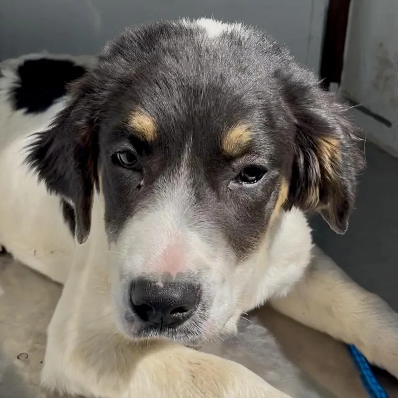 Savannah thumbnail 3