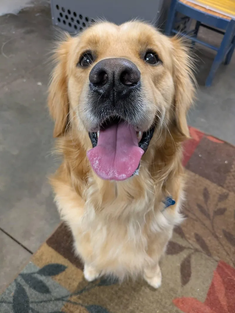 An adult large-sized male Golden Retriever dog named Max for adoption in Cedar Rapids, IA