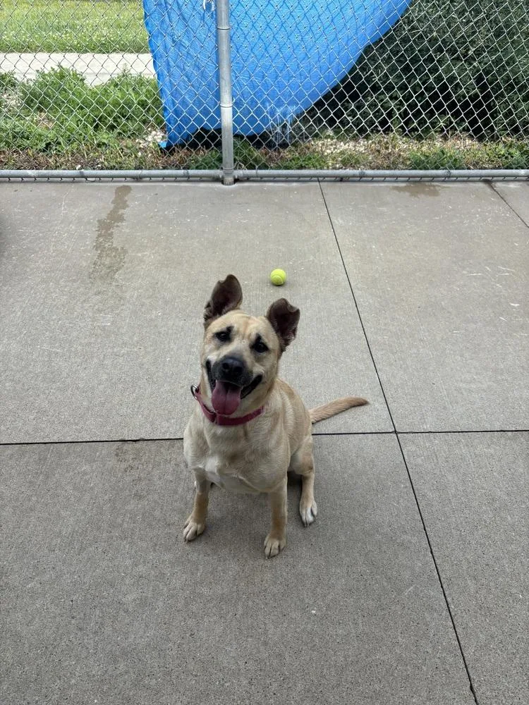 An adult large-sized female White / Cream Labrador Retriever dog named Cece for adoption in Kalamazoo, MI