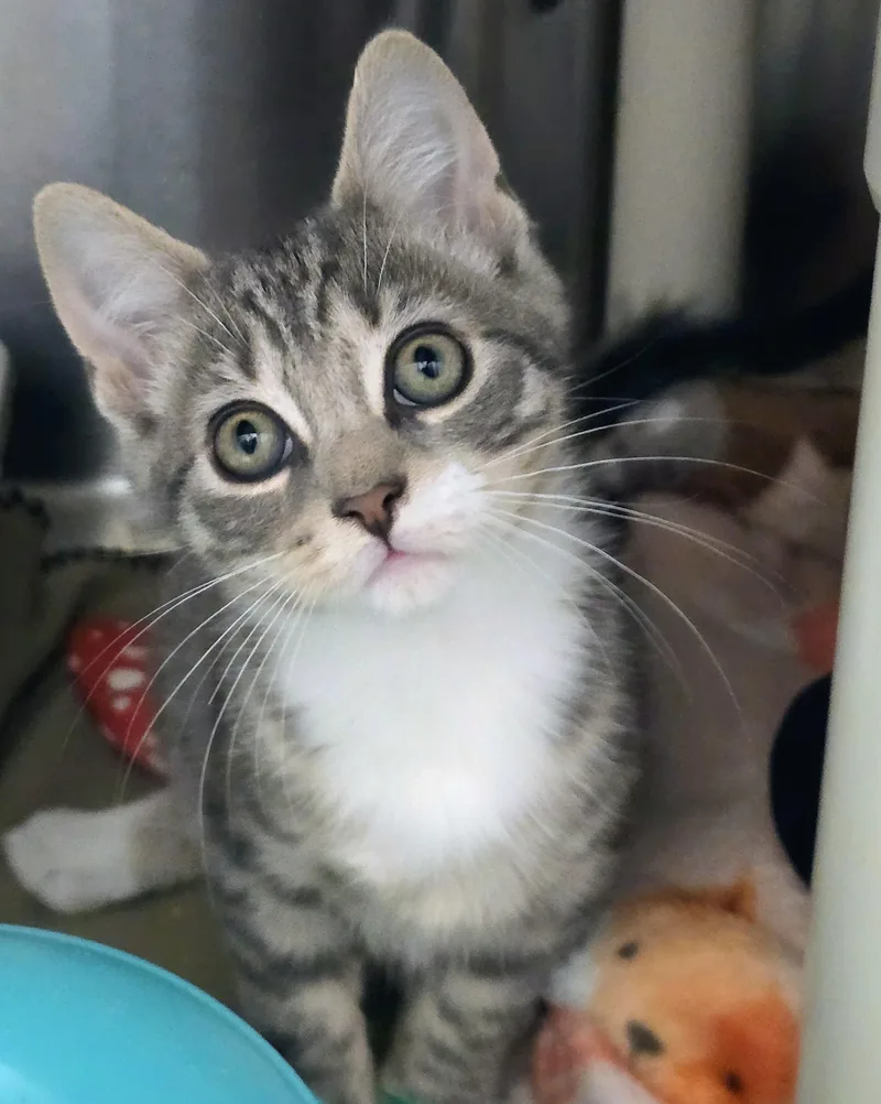 A baby large-sized male Tabby (Gray / Blue / Silver) Domestic Short Hair cat named Dunkin for adoption in Amityville, NY